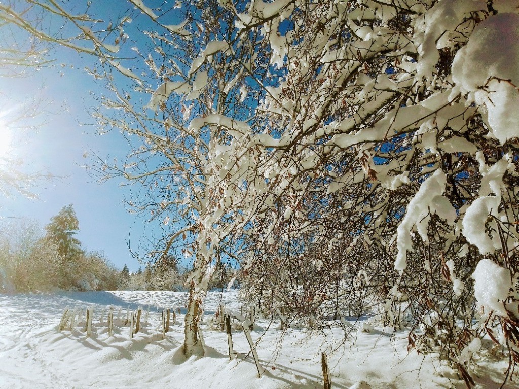 Les arbres chargés de neige