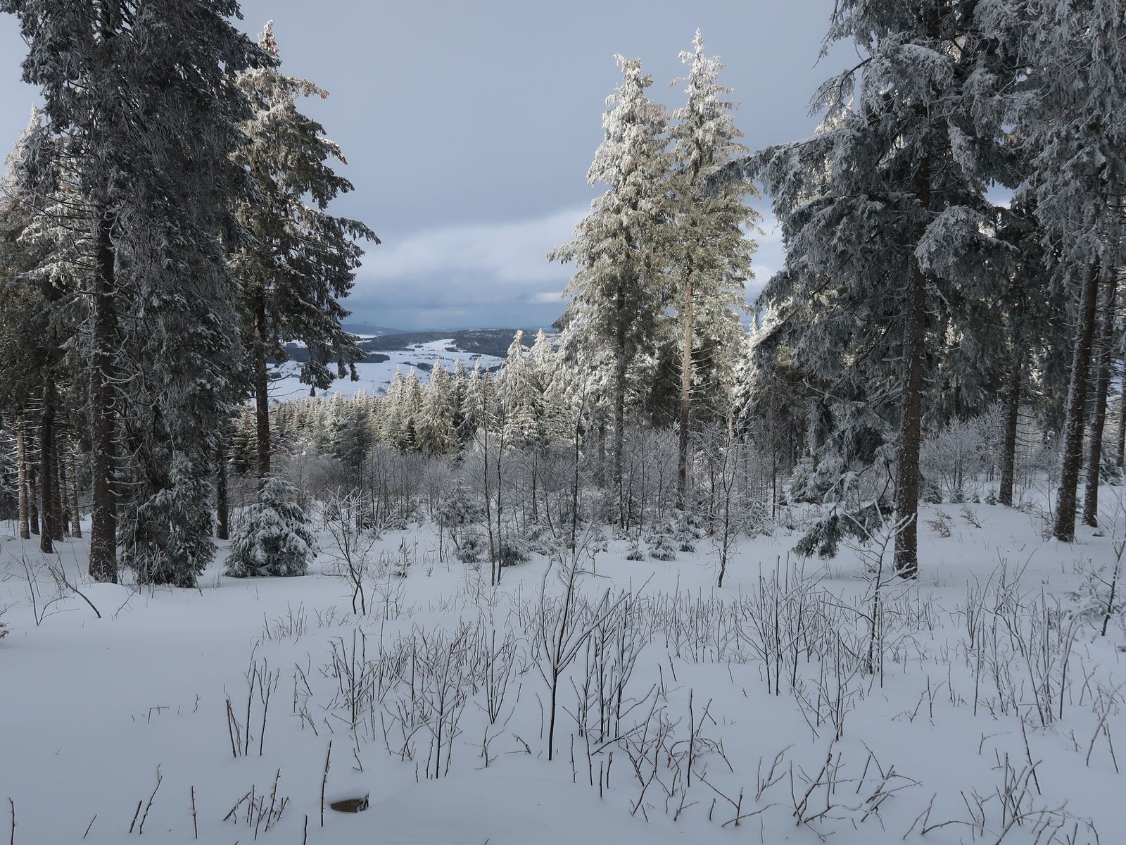 #20 Forêt domaniale du Mézenc Forêt domaniale du Mézenc