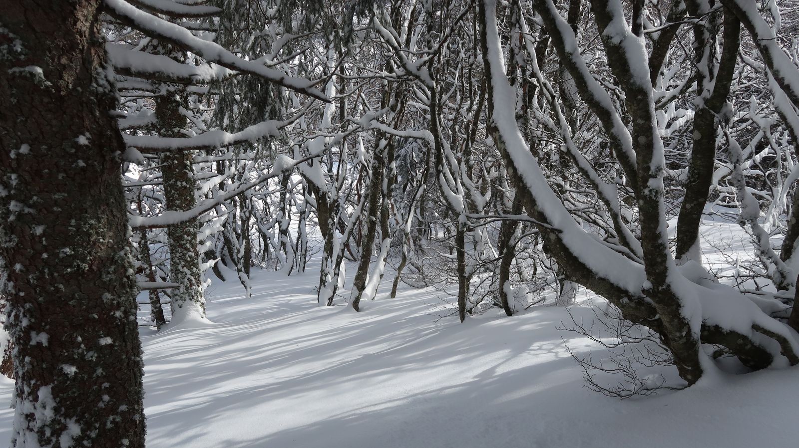 #7 Belle forêt sur la pente orientale Belle forêt sur la pente orientale
