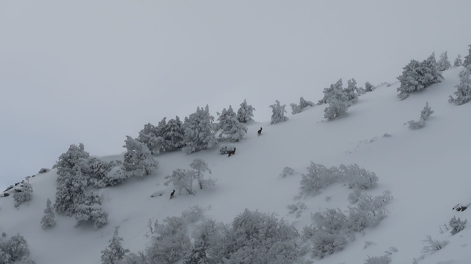 #13 Les habitants des cimes Les habitants des cimes