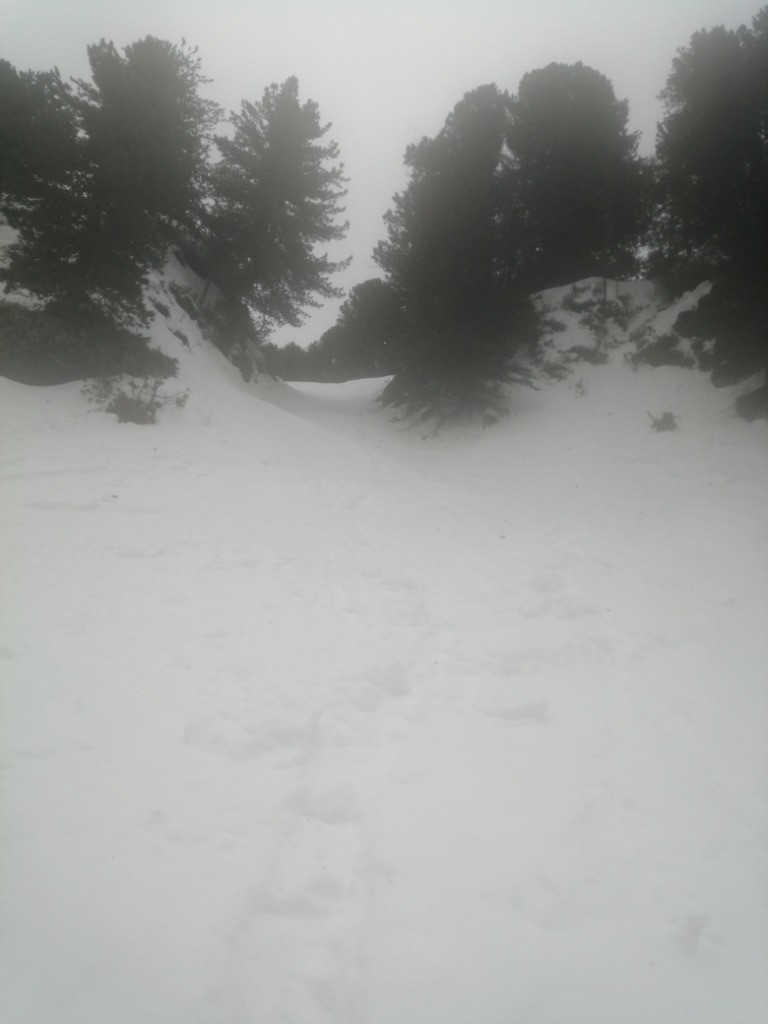 Dans les pins ! un peu de buée !