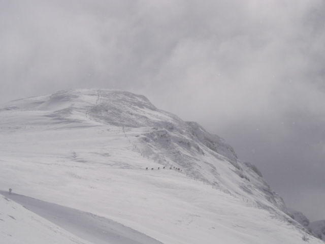 Troupeau de Chamois vers le sommet
