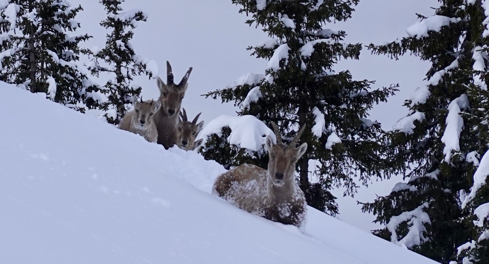 Cou, (Tampes), Frettes, Truie