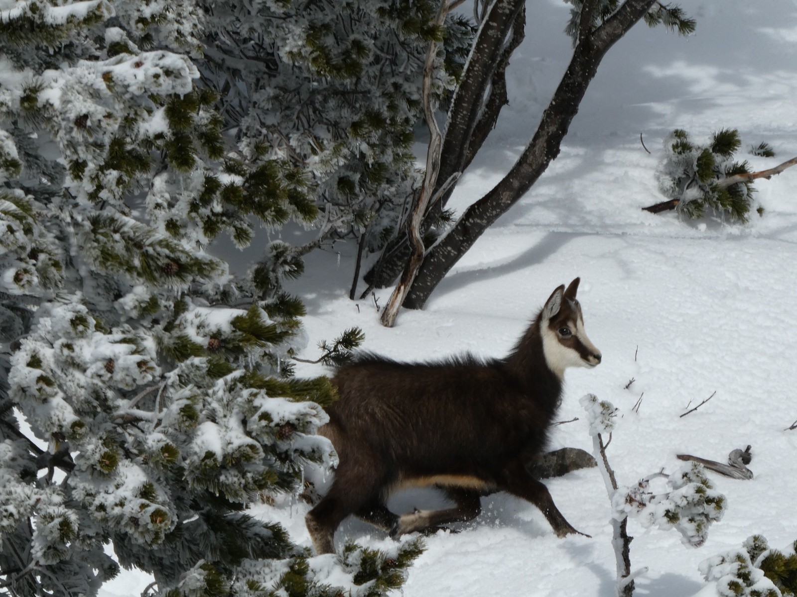 Mont Granier, par les barres de Tencovaz