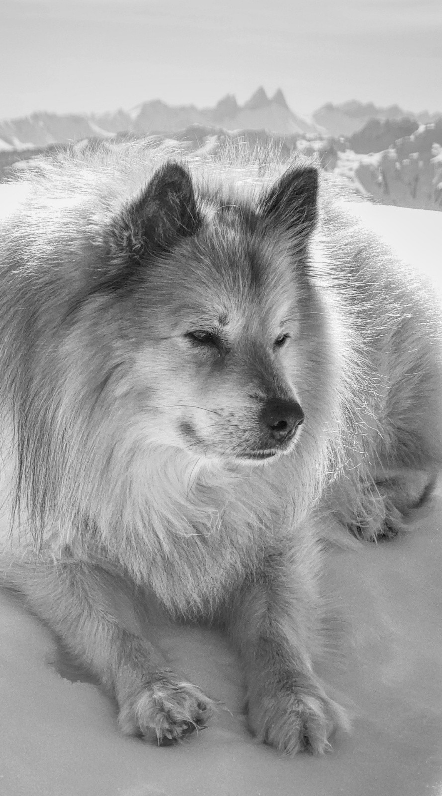 paisible Colombier - plagiat sur les oreilles !