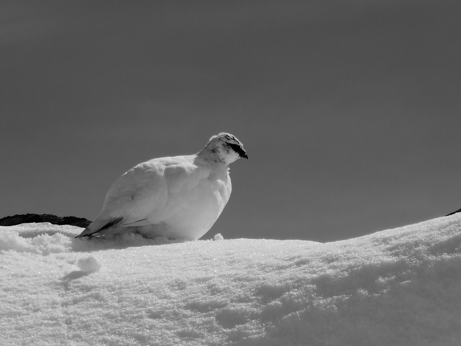 Hold up dans les contrées NE du Roc Rouge et Maxet!🤩🤗😁😎 - Quelle belle rencontre!🥰
