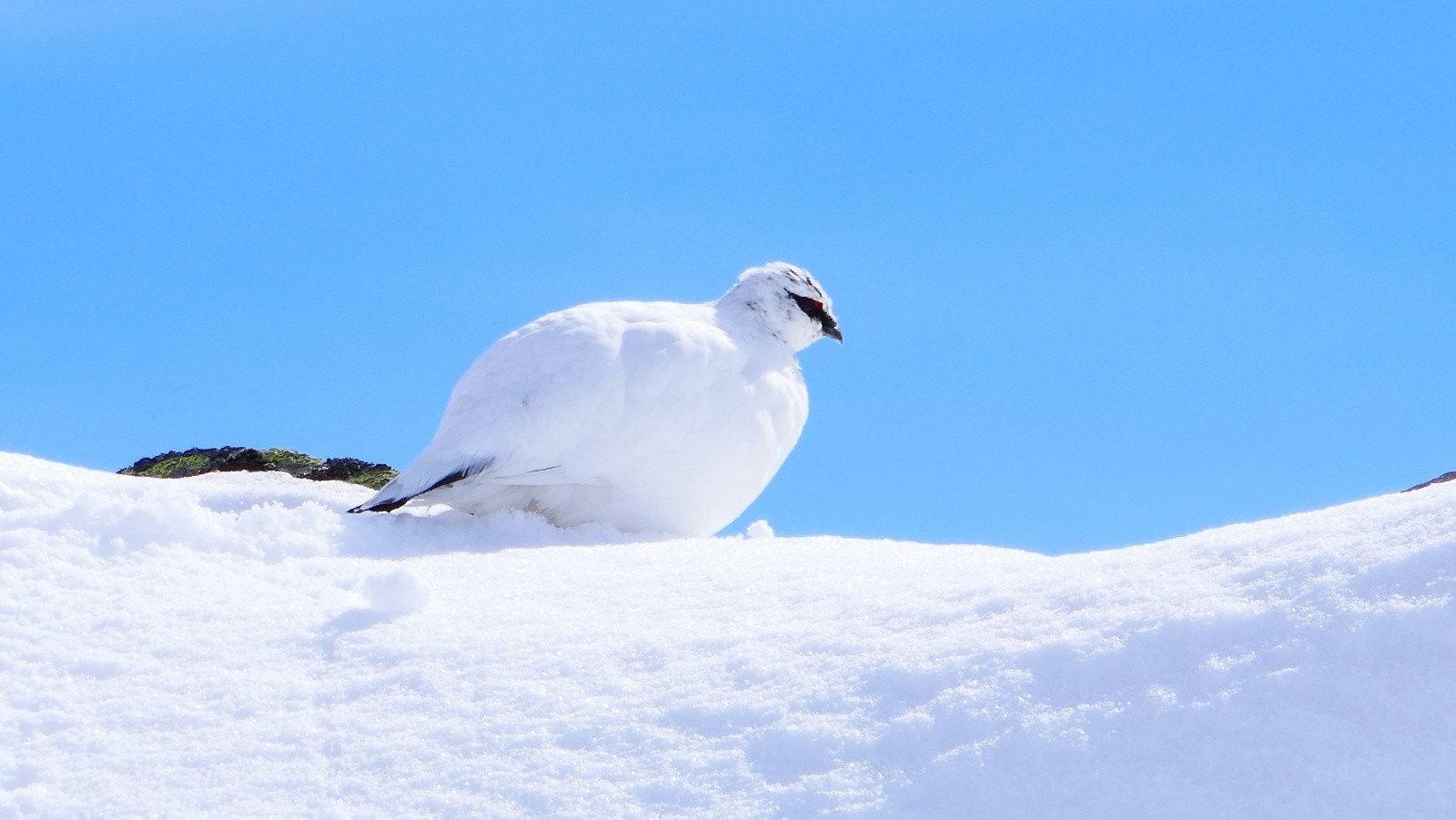 Hold up dans les contrées NE du Roc Rouge et Maxet!🤩🤗😁😎 - Perdrix des neiges ou Lagopède alpin! 