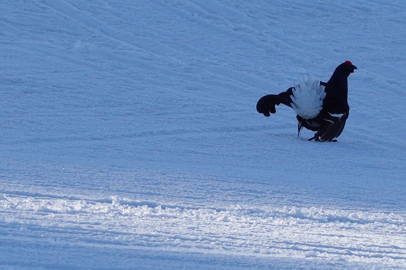 Croix de Chamrousse, station dévastée - Tétra lyre