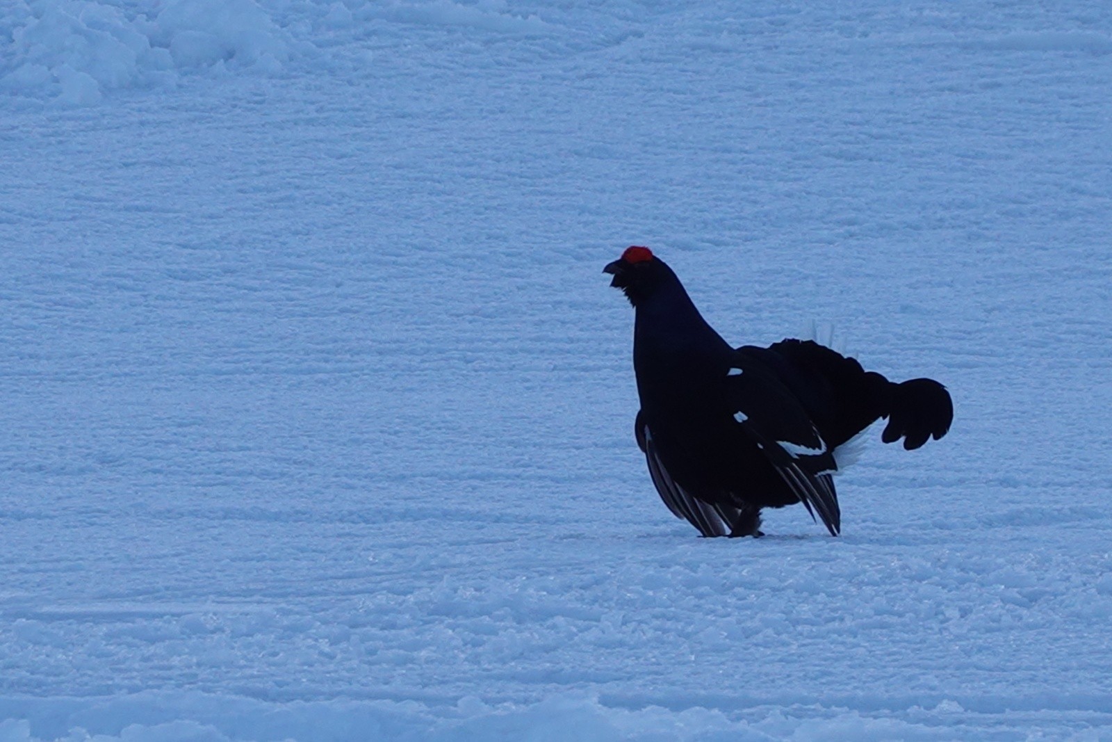 Croix de Chamrousse, station dévastée