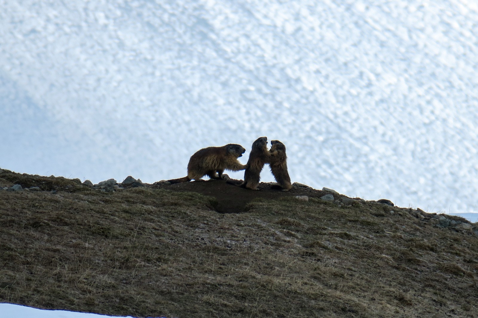Grande Lauzière, combe W avec marmottes !