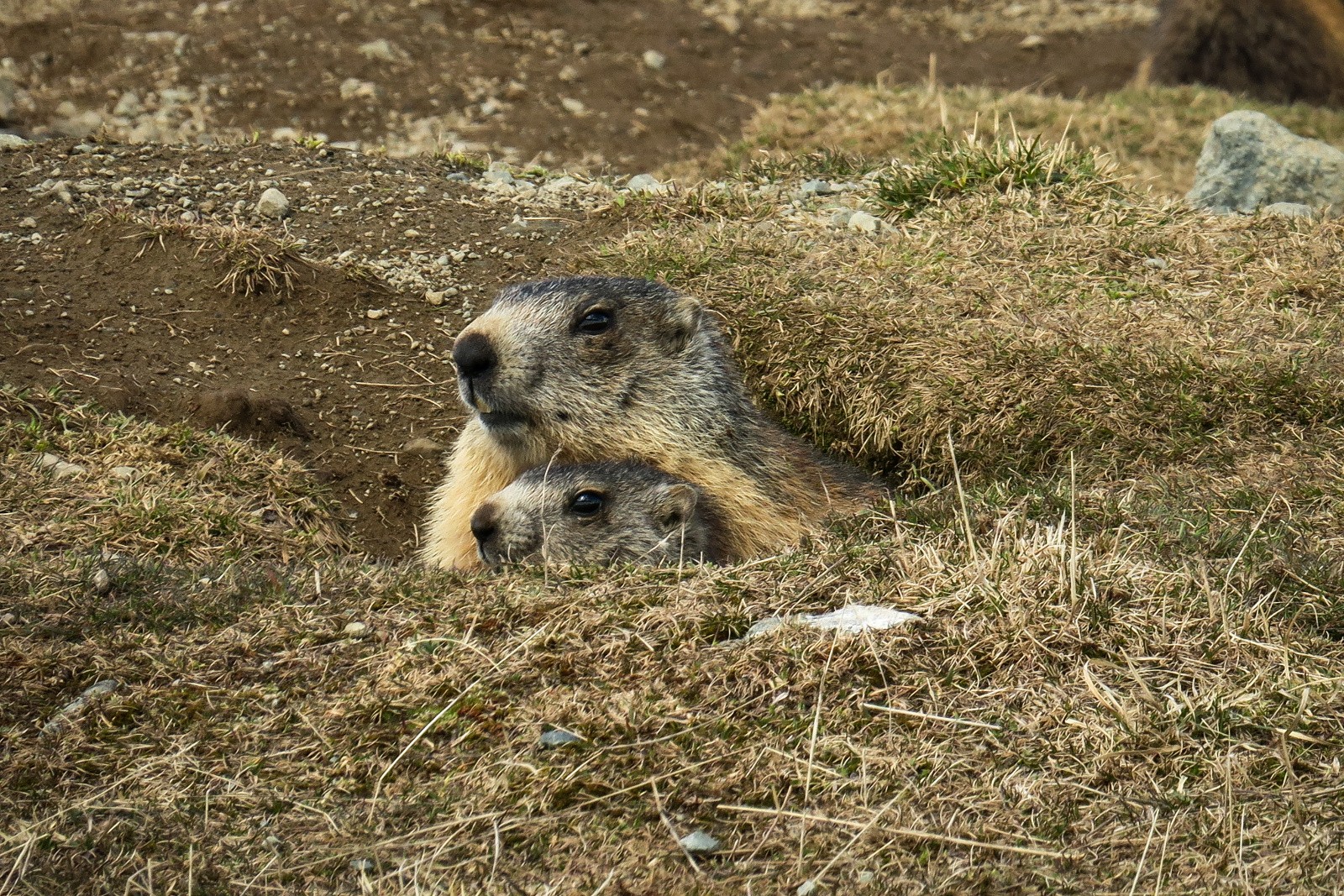 Grande Lauzière, combe W avec marmottes !