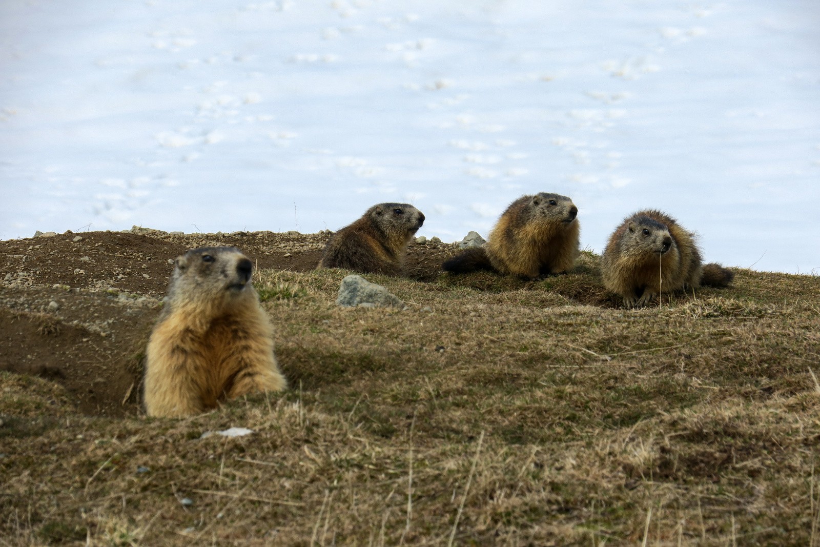Grande Lauzière, combe W avec marmottes !