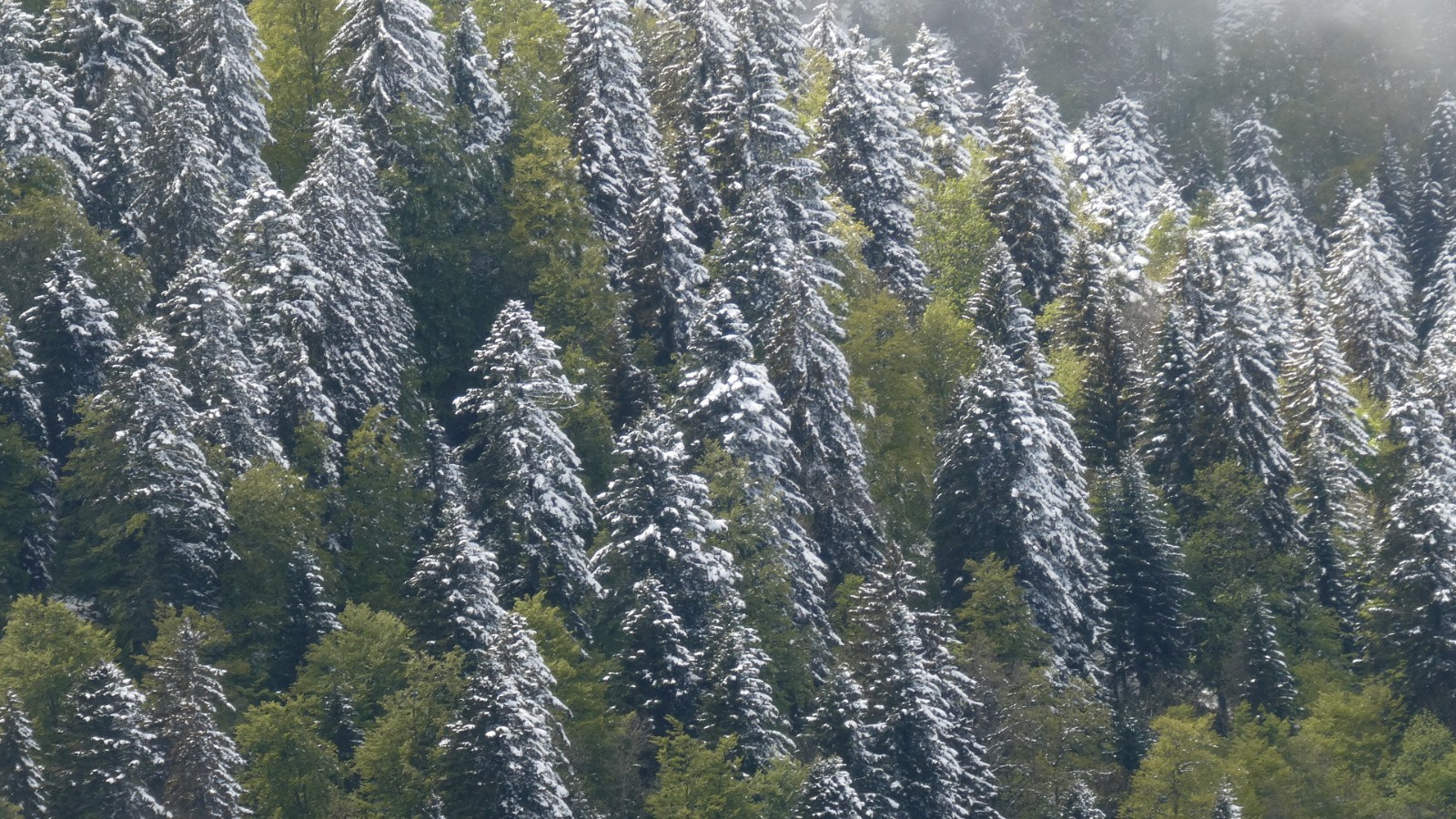 Derniers (?) flocons chartrousins au Charmant Som - feuillus en tenue de printemps, résineux en tenue d'hiver 