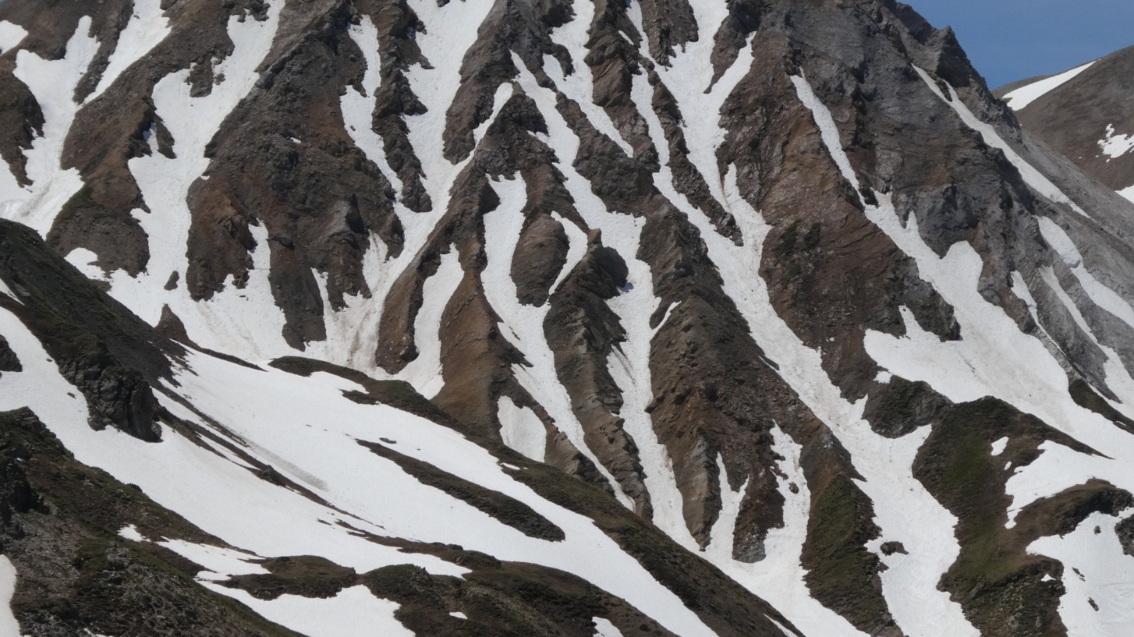 Cinq « dames de pic », une tortue et un Pic Blanc du Galibier - j2 - un ptit air d’Islande