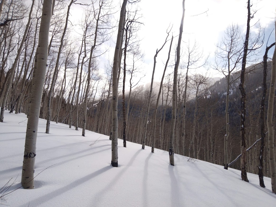 La forêt de bouleaux dans la partie basse